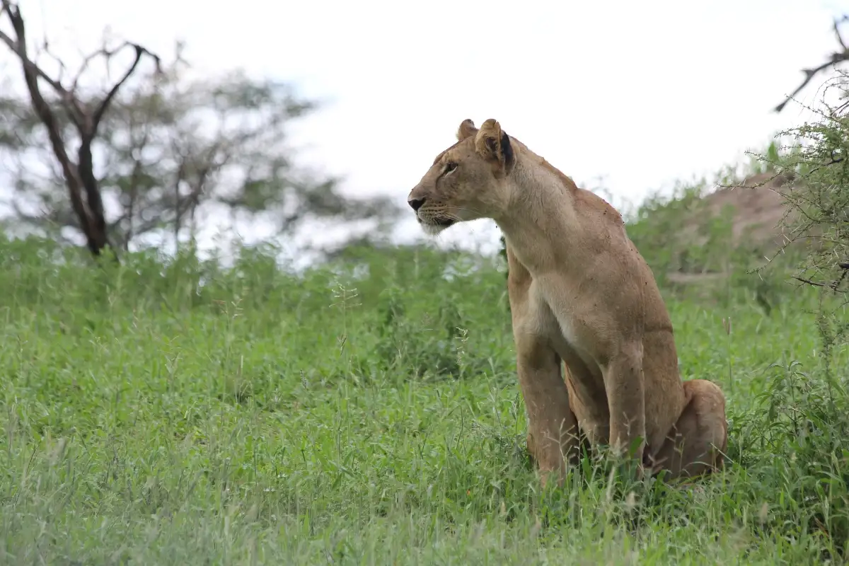 5 days 4 night Tarangire, Lake Manyara, Serengeti and Ngorongoro crater 